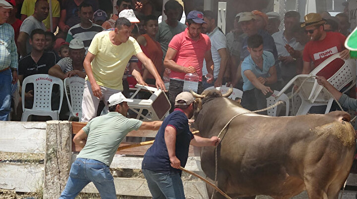 Aydında 100 namlı boğa güreşti: Sıcaktan kaçanlar sahiplerine zor anlar yaşattı
