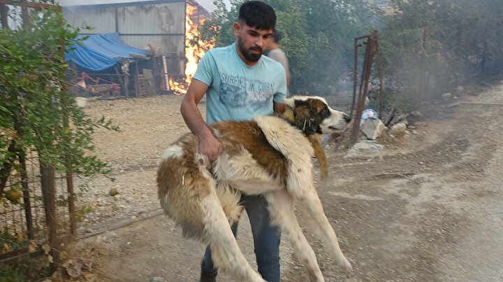 Yangında mahsur kalan hayvanları kurtarmak için halk seferber oldu