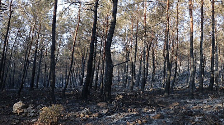 Fethiyeden acı manzara: 5 hektar ormanlık alan zarar gördü