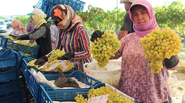 Dünyaca ünlü Sultani üzümde hasat başladı: Bu yılki hedef 250 bin ton ihracat