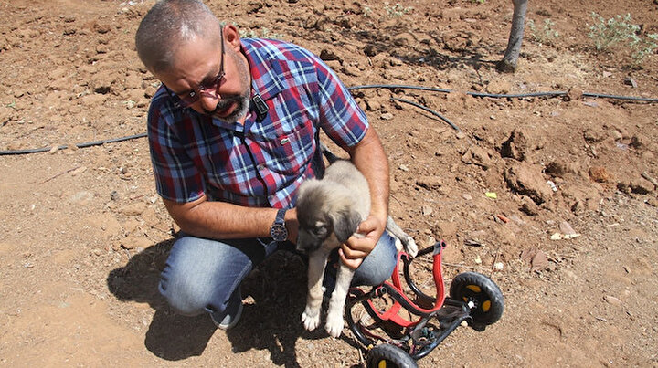 İnsanlık ölmemiş dedirten davranış: Patileri ezilen köpeği yürüteç ile ayağa kaldırdı