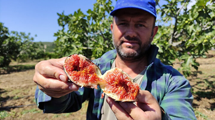 Fiyatı 12 liraya düştü üreticiler isyan etti: Yurt dışında 1 euro
