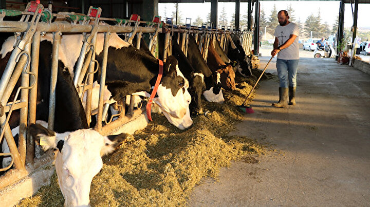 Kız kardeşleri ile besihane kurdu: Günde 800 litre süt üretiyor
