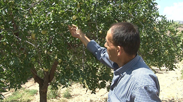 Geziden merak üzerine getirdiği meyve tüm mahallenin geçim kaynağı oldu