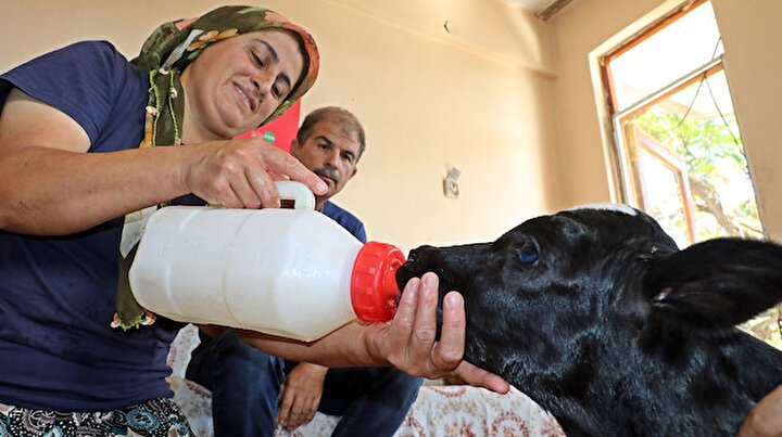 Prematüre doğan buzağını evine aldı: Biberonla besleyip altını bezliyor