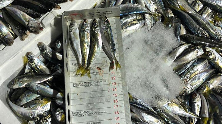 Balıkta av sezonunun açılmasıyla boy denetimleri başladı: 7 ton istavrite el konuldu