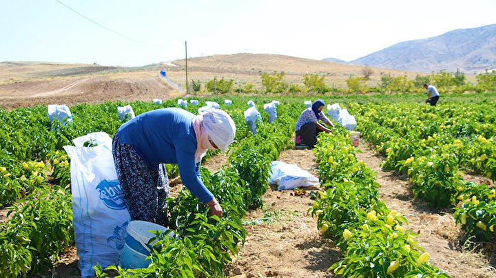 Marketlerdeki fahiş fiyata kızdı tarlasını vatandaşlara açtı: Dalından topluyorlar