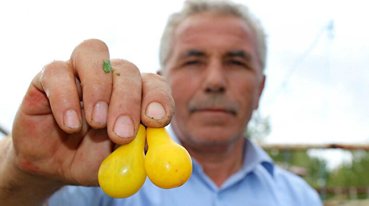 Görenler şaşırıyor: Rengini ve şeklini görüp soruyorlar