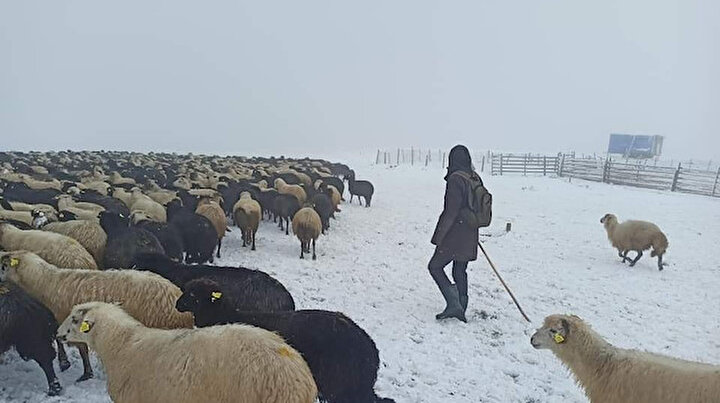 Artvin’de ani bastıran kar sürü sahiplerine zor anlar yaşattı