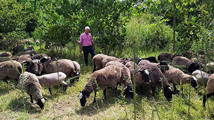 İstanbulda yöneticiliği bıraktı kendi çiftliğini kurdu: 100 koyunla başladı şimdi sayı 800e yükseldi
