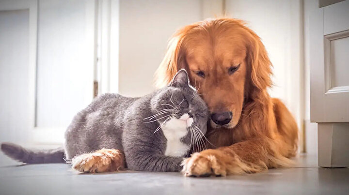 Evcil hayvan sahipleri dikkat: Köpekler 2021 kediler 2022 sonuna kadar çiplenecek