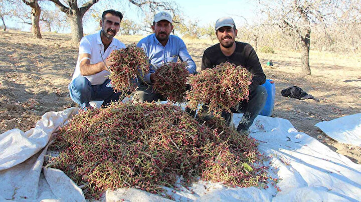 Fiyatı altınla yarışıyor: Hasadına başlandı