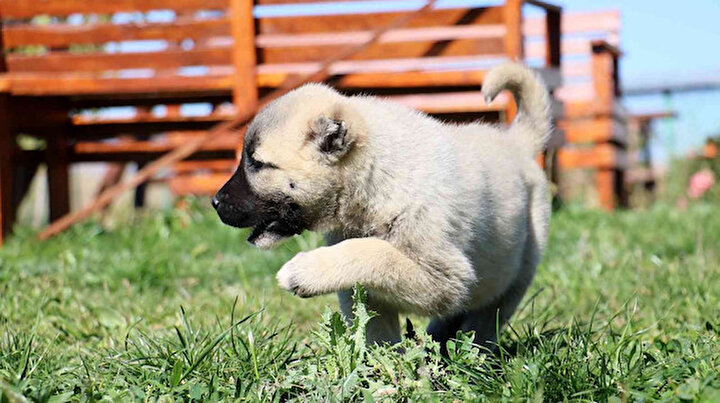 Yılda iki defa yavruluyor: 5 bin liradan alıcı buluyor