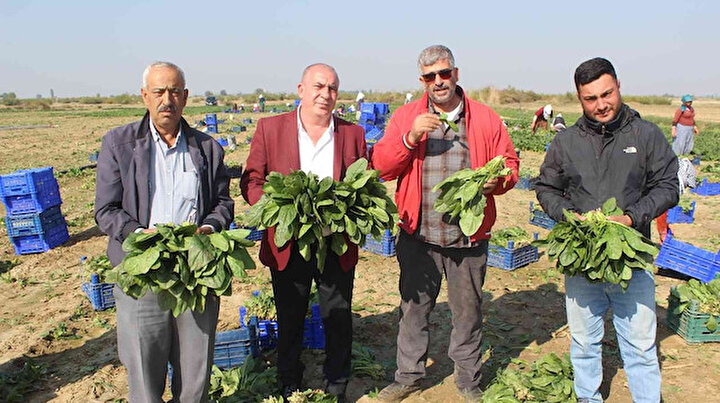’Biz zehir yetiştirmiyoruz’ deyip çiğ çiğ yedi: Vatandaş gönül rahatlığı ile yesin