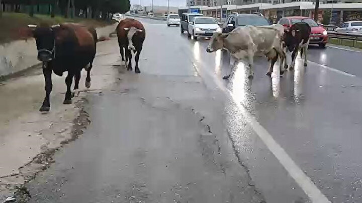 Büyükçekmecede başıboş inekler trafiği birbirine katttı