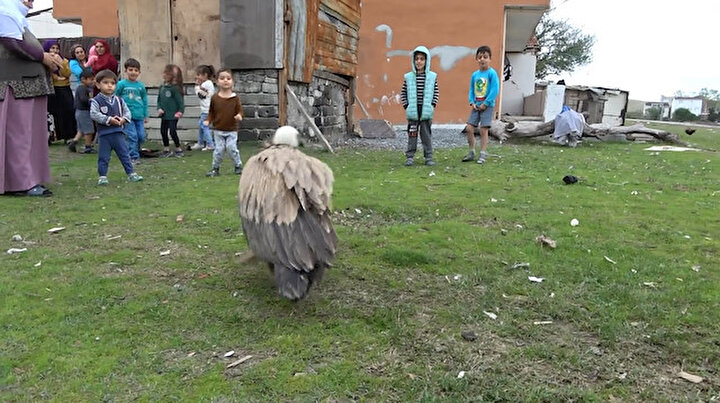 Yorulan akbaba Arnavutköy’e indi