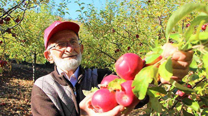 88 yaşındaki süper dede metrelerce yüksekten elma topluyor: En büyük hayali Cumhurbaşkanlığı Külliyesi’ne fidan dikmek