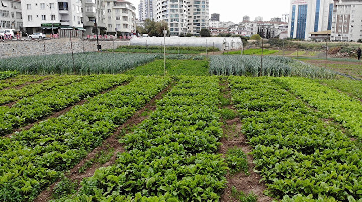 İstanbulun göbeğinde binaların ortasında 20 çeşit sebze yetişiyor: Gören şaşkınlıkla izliyor