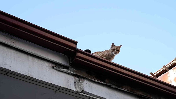 İnsanlara küsen kedi dört yıldır çatıdan inmiyor: Hikayesi çok büyük