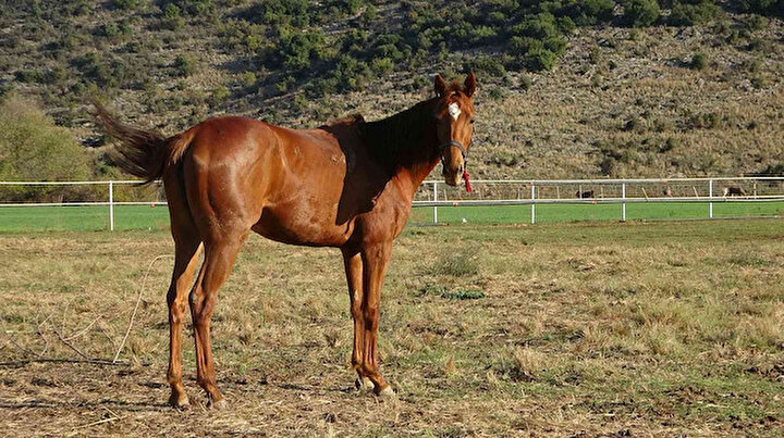 Safkan atlara talep yağıyor