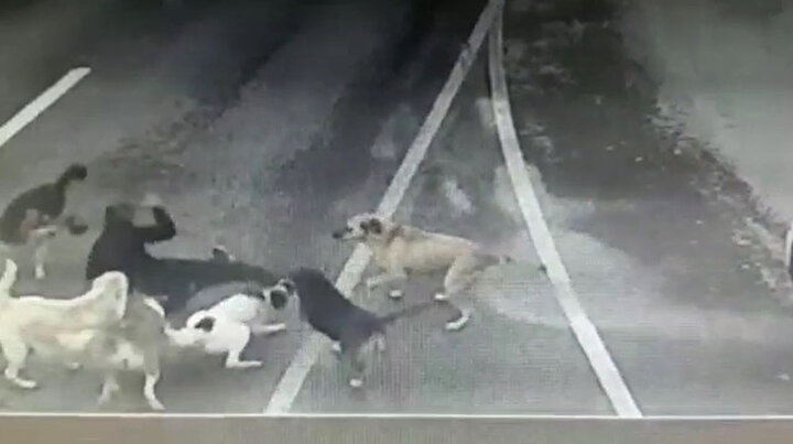Bakırköyde yürüyüşe çıkan iş adamına 6 köpek saldırdı: İBBye dava açacağım
