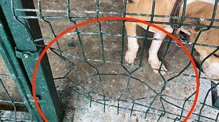 Pitbull dehşeti: Kafesi parçalayıp başka bir köpeği boğarak öldürdü