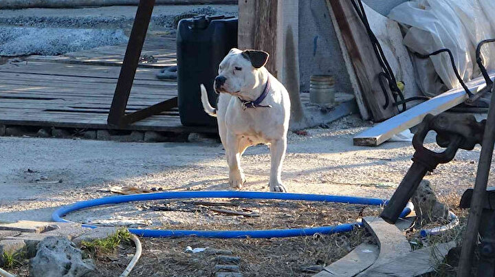 Sahipsiz pitbull dehşeti: Bir günlük keçi yavrusunu kaçırıp yediler
