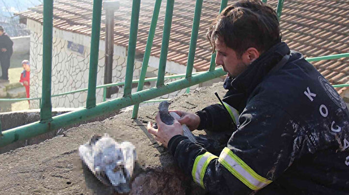 İtfaiye eri güvercinleri hayata döndürmek için kalp masajı yaptı