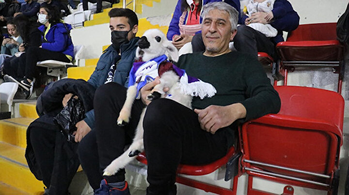 Voleybol maçını tribünden izleyen kuzu seyircilerin maskotu oldu
