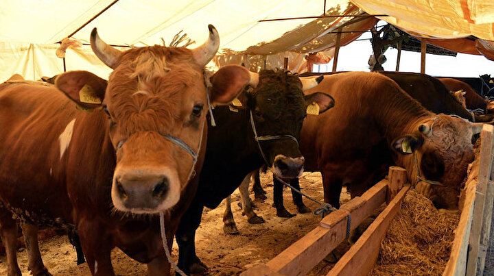 Kurbanlık fiyatları belli oldu: İşte ortalama rakamlar