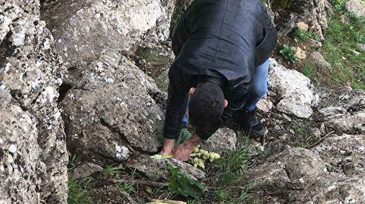 Bu bitkiye ulaşmak için hayatlarını tehlikeye atıyorlar: Yüksek kayalarda 3 saat gezerek buluyorlar