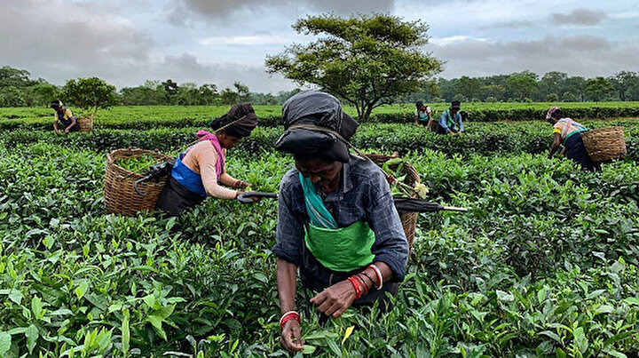 Hindistanda çay toplayan çalışanları öldürüyor: Yıllardır topluyorlardı