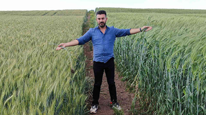 Yedi bin yıl sonra Diyarbakır’da da boy gösterdi: Buğday sorunu kalmayacak