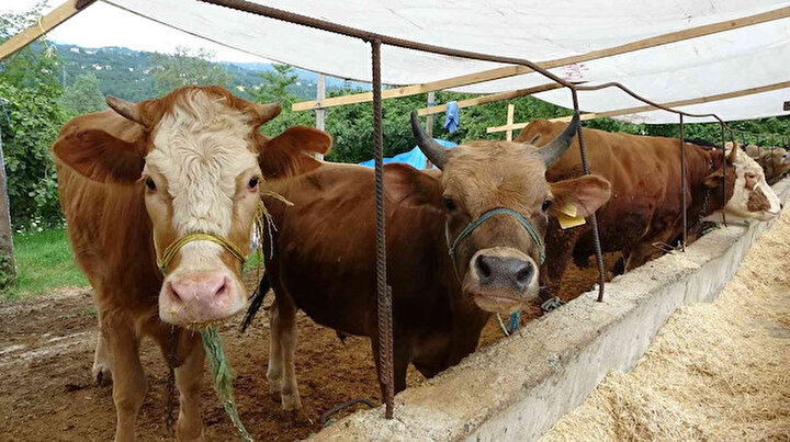 Kurbanlıklar geldi fiyatlar düştü: İşte kurban pazarlarındaki son rakamlar
