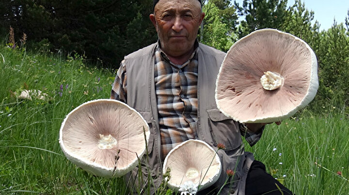 Karsta yağışların ardından dev mantar bereketi: Böylesini ilk kez görüyorum