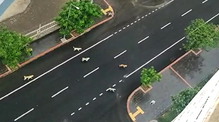 Mahallede 4 çocuğa saldıran köpekler korkutuyor