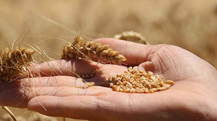 Geçmişi 7 bin yıla dayanıyor: Ata tohumunda hasat