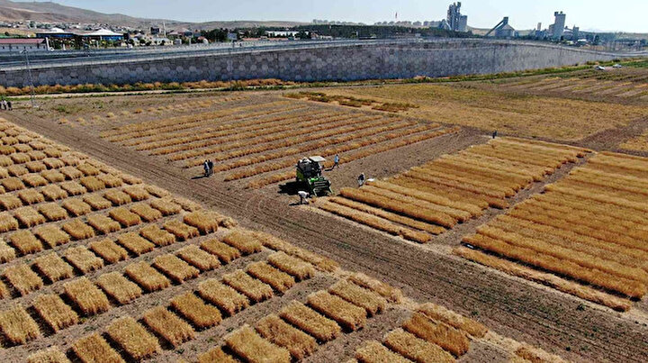 Türk bilim insanları geliştirdi: Dünya için umut olan süper buğdayda ilk hasat gerçekleşti
