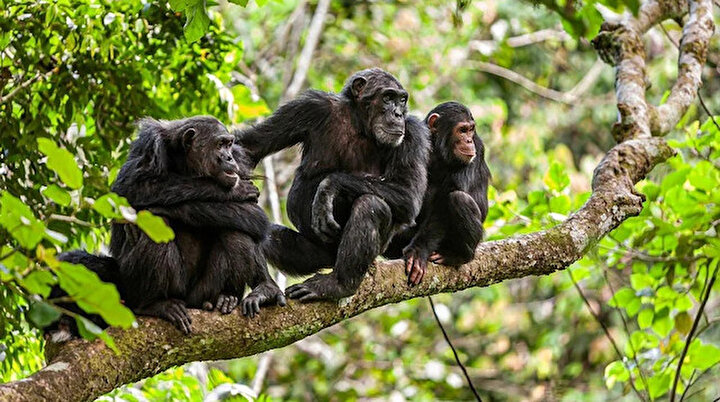 Brezilyada maymun çiçeği vakaları nedeniyle maymunlara saldırılar artıyor