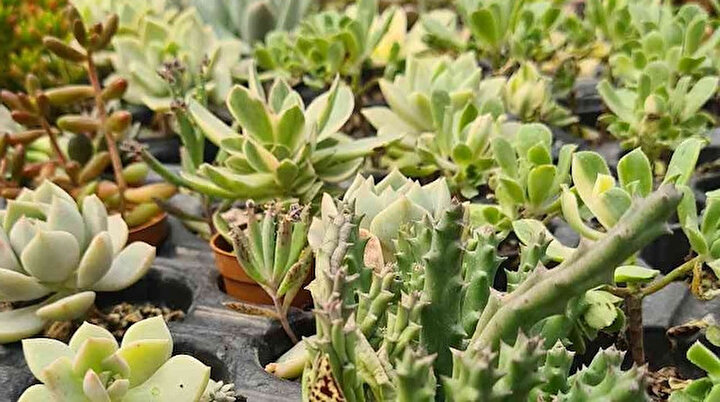 50 kaktüsle başladı: Şimdi seradan dünyaya satış yapıyor