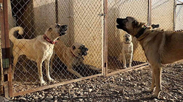 İkinci el otomobil fiyatına Kangal