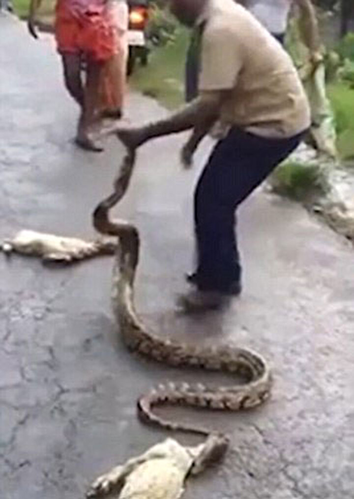 dev yilan 5 tane kediyi yuttu yeni safak