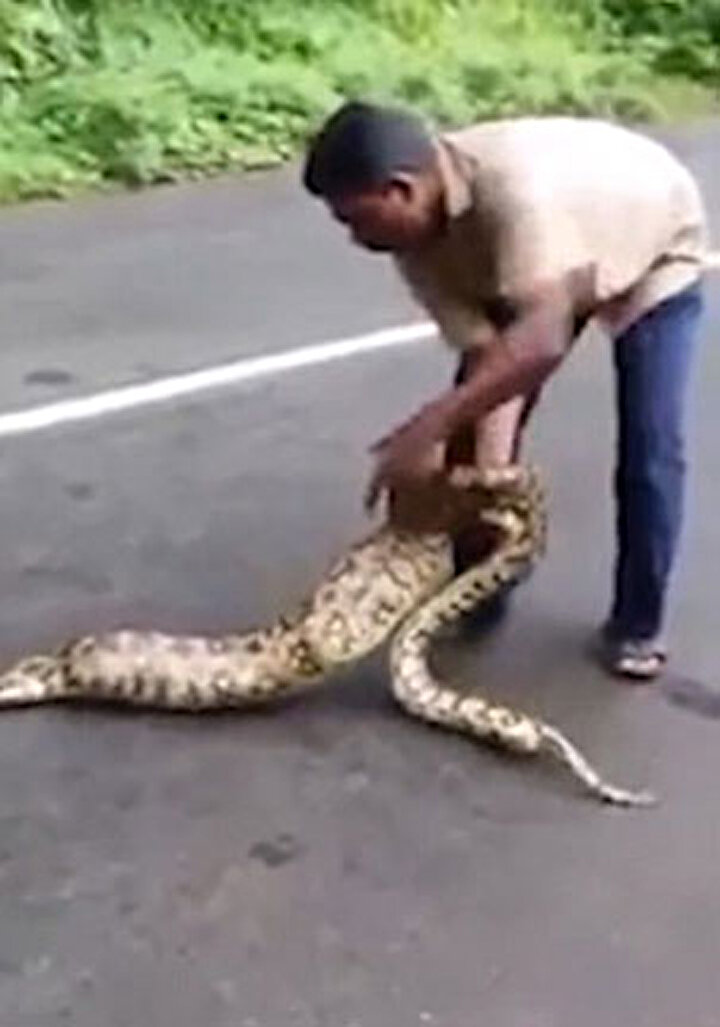 dev yilan 5 tane kediyi yuttu yeni safak