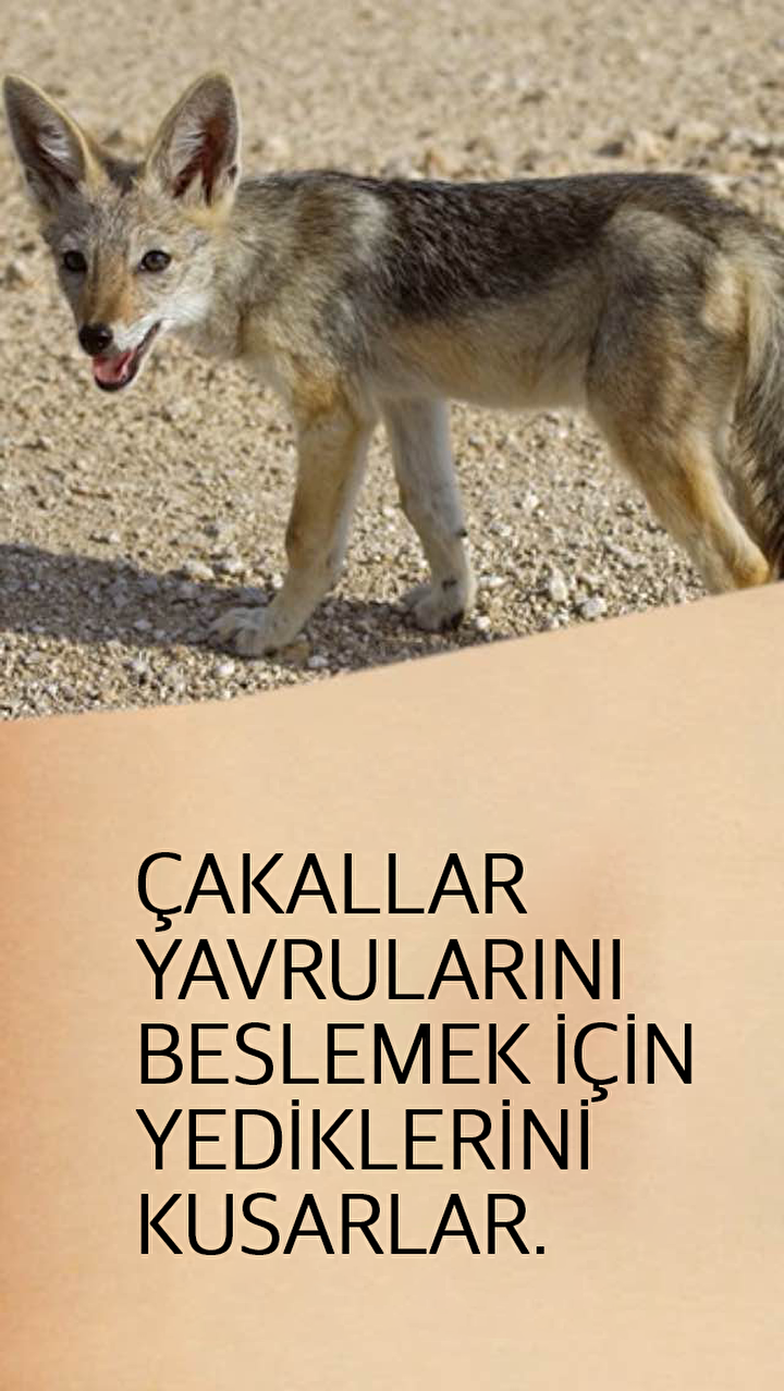 hayvanlar hakkinda mide bulandirici ve