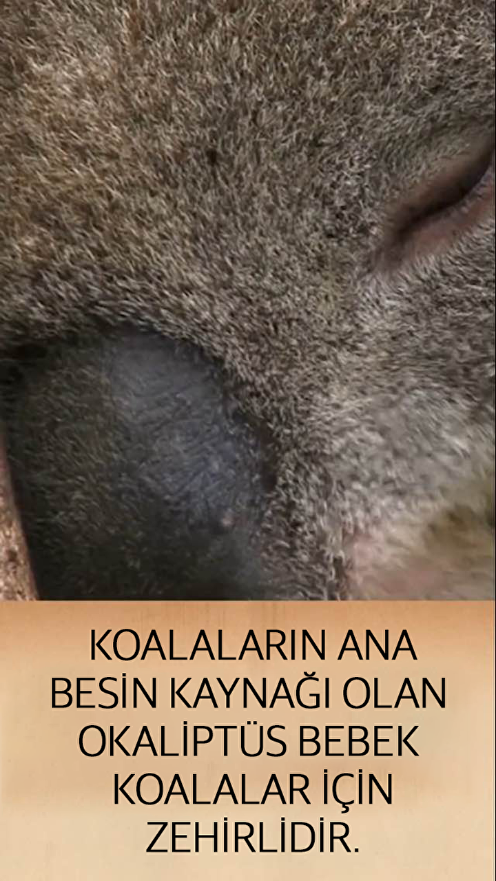 hayvanlar hakkinda mide bulandirici ve