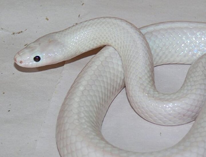 albino yilan gorenleri sasirtiyor