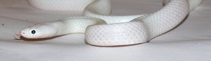 albino yilan gorenleri sasirtiyor