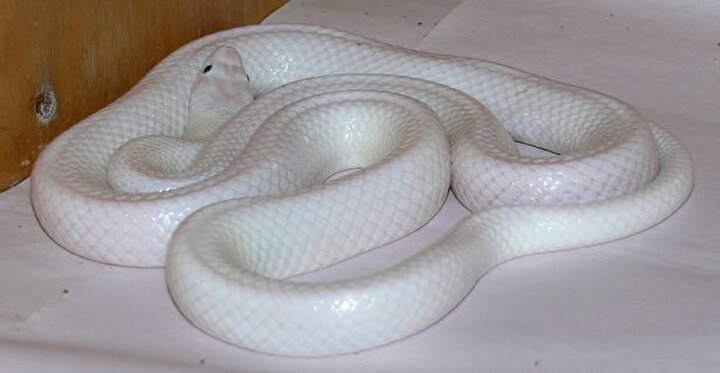 albino yilan gorenleri sasirtiyor