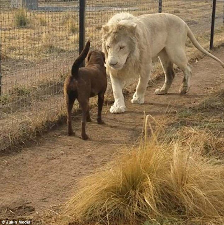 Aslan ve köpek herkesi şaşırttı