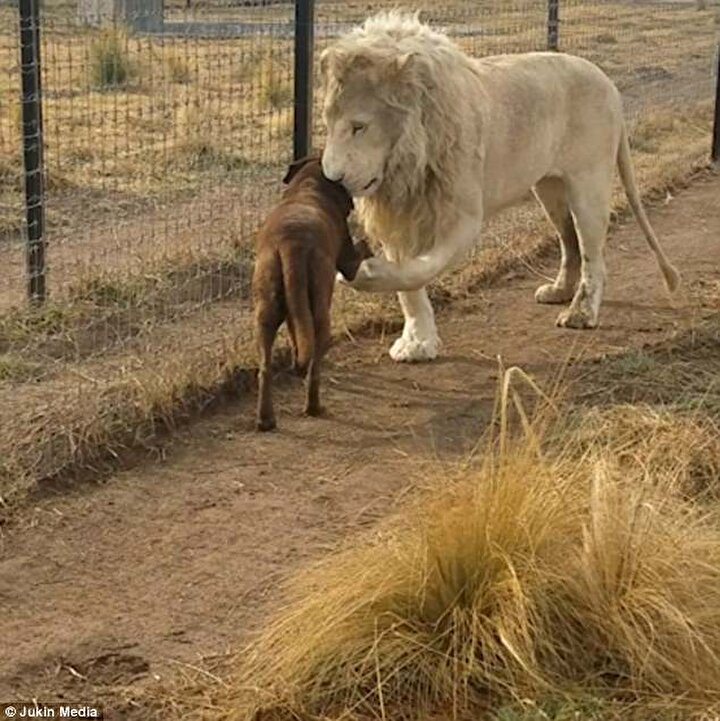 Aslan ve köpek herkesi şaşırttı